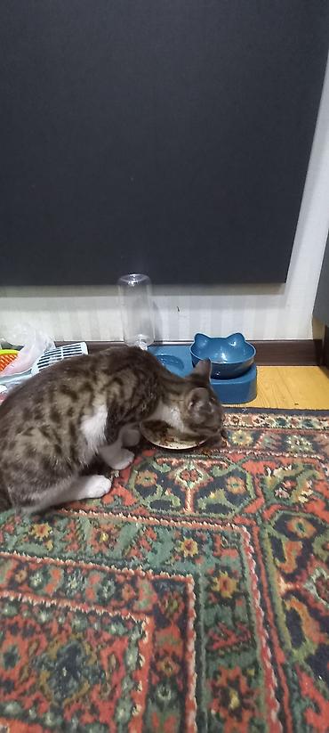 Pisik balasi sahiblendirilir.Aktiv qum medeniyyeti var Təsvir: - Şüşə - şəkil 4