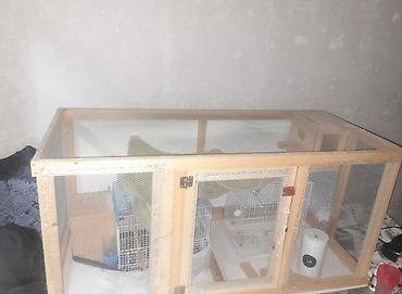 Salam quşlar üçün yuvadır təmiz taxdadan içərisində quş yumurtlaması - şəkil 3