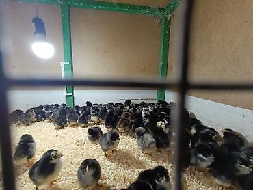 Temiz sort cuceler 1.20 den baslayir temiz yerli cuceler her qiymete - şəkil 2