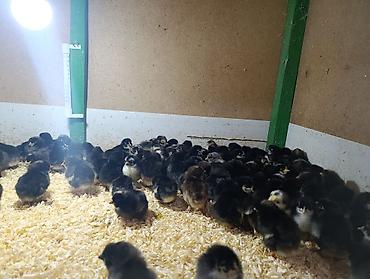 Temiz sort cuceler 1.20 den baslayir temiz yerli cuceler her qiymete - şəkil 3