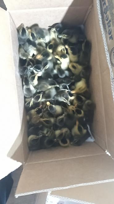 Temiz sort cuceler 1.20 den baslayir temiz yerli cuceler her qiymete - şəkil 5