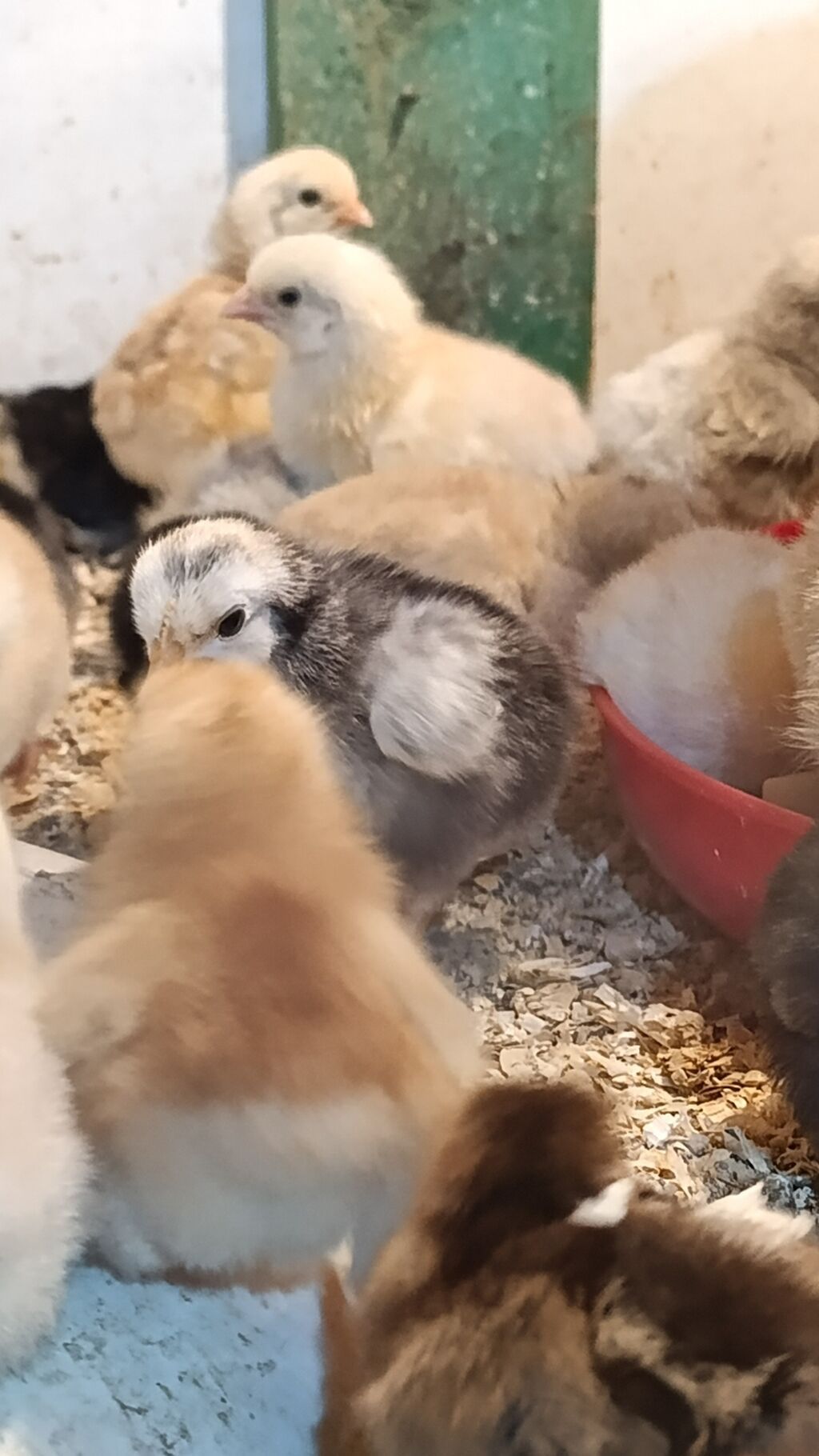 Her nov cuceler satsi 65 qepik kend sort cücələri lider serblis