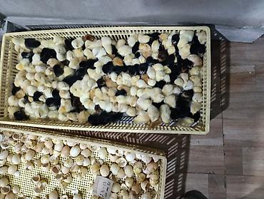 Her nov cuceler satsi 65 qepik kend sort cücələri lider serblis - şəkil 2