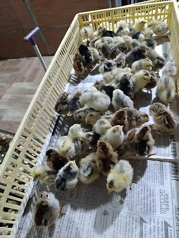 Her nov cuceler satsi 65 qepik kend sort cücələri lider serblis - şəkil 3