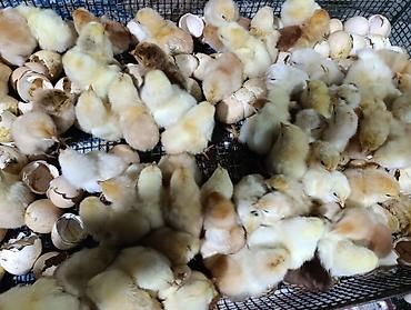 Her nov cuceler satsi 65 qepik kend sort cücələri lider serblis - şəkil 4