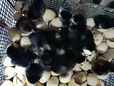 Her nov cuceler satsi 65 qepik kend sort cücələri lider serblis - şəkil 5