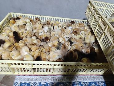 Cücələr - şəkil 3