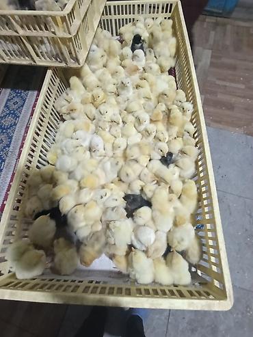 Cücələr - şəkil 5