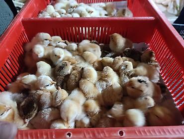 Salam herkese bayraminiz mübarək olsun sufreniz ruzulu bərəkətli olsun - şəkil 2