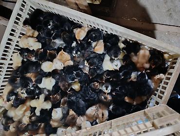 Salam herkese bayraminiz mübarək olsun sufreniz ruzulu bərəkətli olsun - şəkil 3