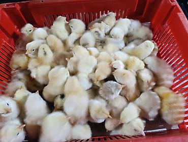 Salam herkese bayraminiz mübarək olsun sufreniz ruzulu bərəkətli olsun - şəkil 4