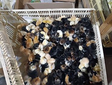 Salam herkese bayraminiz mübarək olsun sufreniz ruzulu bərəkətli olsun - şəkil 5