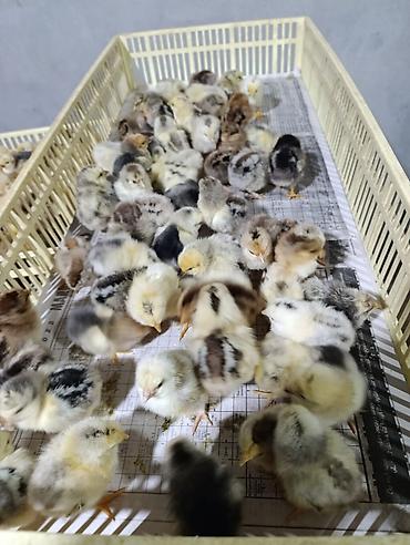 65 qəpikden sort cucəlerin satışı lider 55 Xarkov _ ataks _sereblis_ - şəkil 2