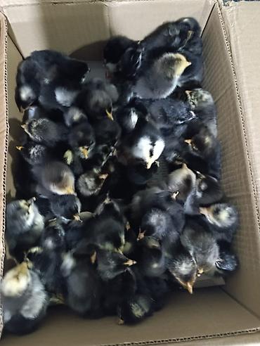 65 qəpikden sort cucəlerin satışı lider 55 Xarkov _ ataks _sereblis_ - şəkil 3