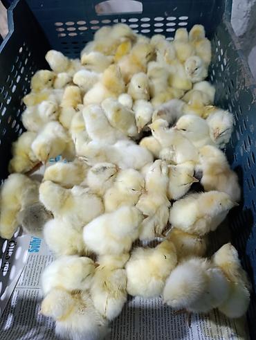 65 qəpikden sort cucəlerin satışı lider 55 Xarkov _ ataks _sereblis_ - şəkil 4