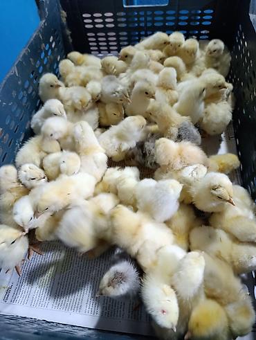 65 qəpikden sort cucəlerin satışı lider 55 Xarkov _ ataks _sereblis_ - şəkil 5