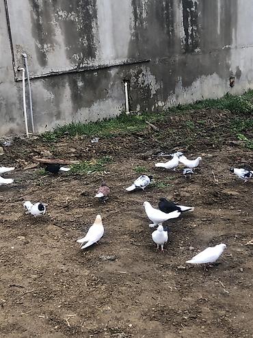 Tergizme quslar satilir bir qusxana 250 azn 35 dene qusdu - şəkil 3