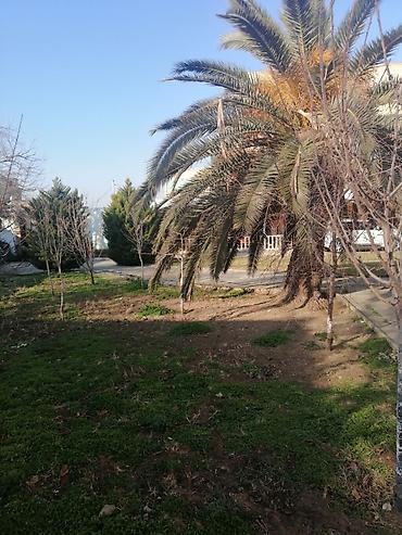 Təmizlik | Həyətlər | Ümumi təmizlik - şəkil 3