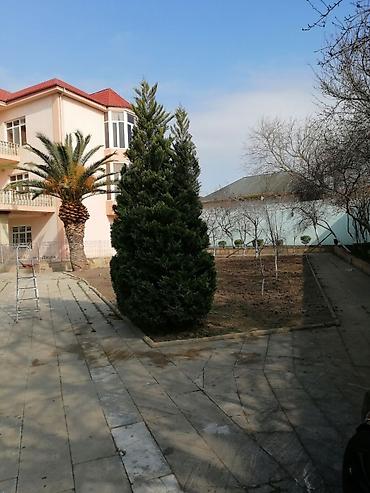 Təmizlik | Həyətlər | Ümumi təmizlik - şəkil 5