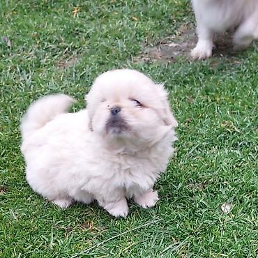 Pekines, Peyvəndli - şəkil 3