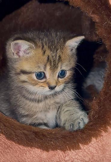 Britan, Erkək - şəkil 2