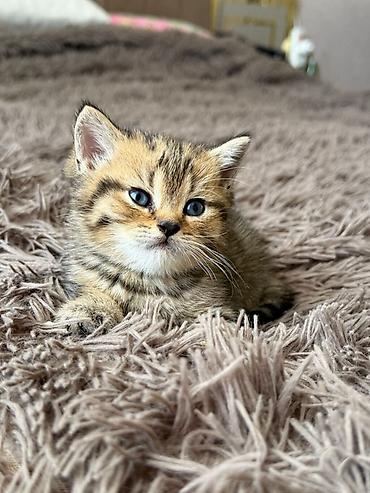 Britan, Erkək - şəkil 3