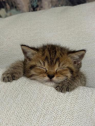 Britan, Erkək - şəkil 4