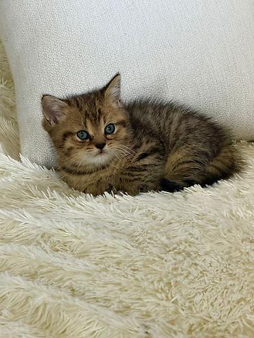 Britan, Erkək - şəkil 5