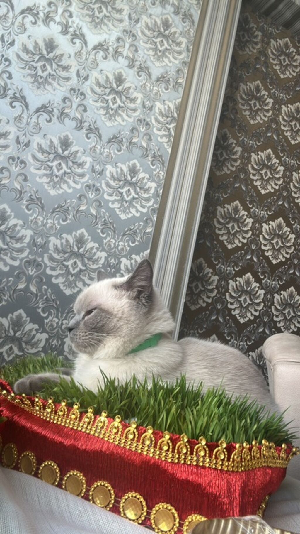 Piwik satilir, wotlanddir, sentyabrda dogulub, fikri ciddi olanlar