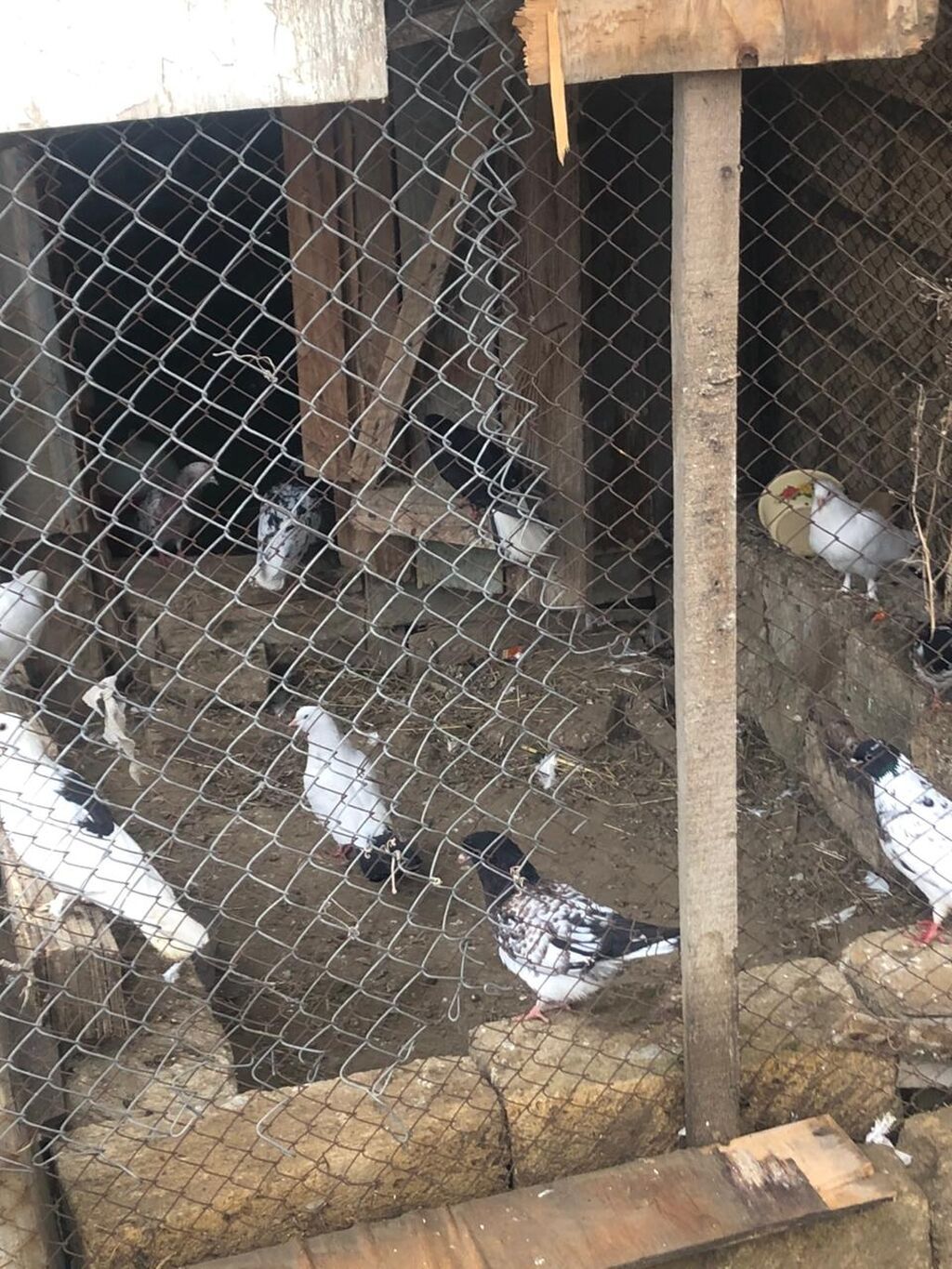 Salam tegizildilme quşlar satılır balalar balaca olduğuna gore quwxana