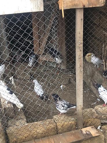 Salam tegizildilme quşlar satılır balalar balaca olduğuna gore quwxana - şəkil 2