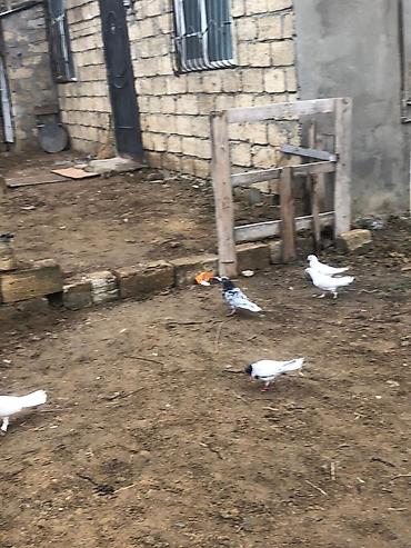 Salam tegizildilme quşlar satılır balalar balaca olduğuna gore quwxana - şəkil 3