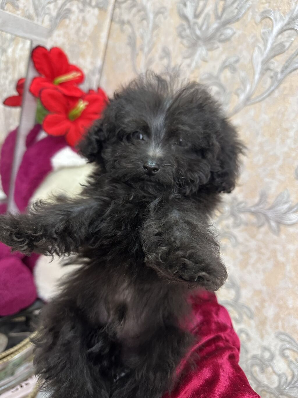 Pudel, 3 ay, Erkek, Peyvəndli, Ünvandan götürmə