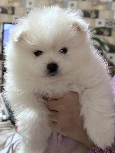 Şpitz, 3 ay, Erkek, Peyvəndli - şəkil 2