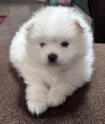 Şpitz, 3 ay, Erkek, Peyvəndli - şəkil 3