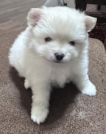 Şpitz, 3 ay, Erkek, Peyvəndli - şəkil 4