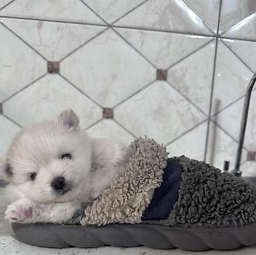 Şpitz, 3 ay, Erkek, Peyvəndli - şəkil 5