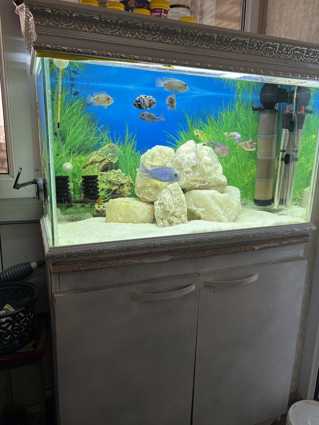 14 ədəd balıq akvaryum şkaf hər şey daxil