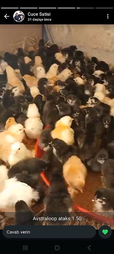 Avtraloq ve ataks cuceleri 2m - şəkil 2