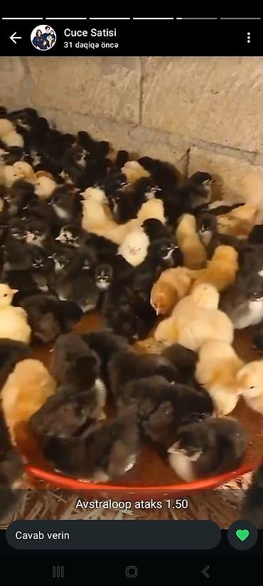 Avtraloq ve ataks cuceleri 2m - şəkil 3