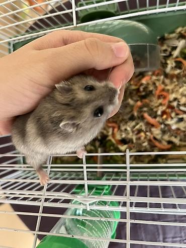 Cücələr üçün kiçik ev heyvanı – xamiaklar (dwarf hamster) - şəkil 2
