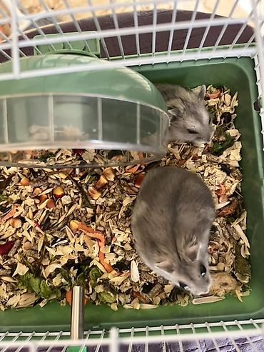 Cücələr üçün kiçik ev heyvanı – xamiaklar (dwarf hamster) - şəkil 3