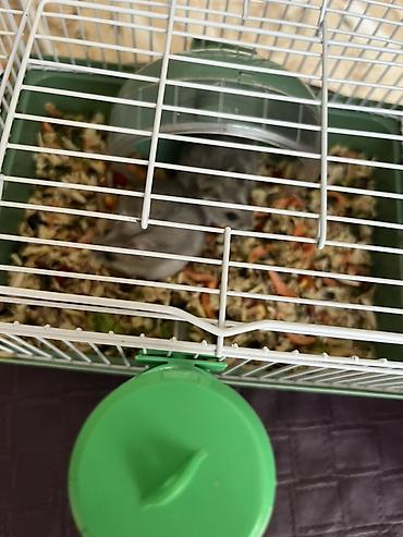 Cücələr üçün kiçik ev heyvanı – xamiaklar (dwarf hamster) - şəkil 4