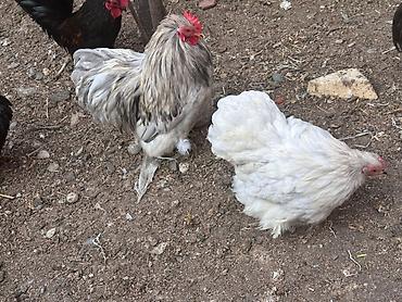 Təmiz qan karlik koxin 2 cüt cütü 95 azn - şəkil 2