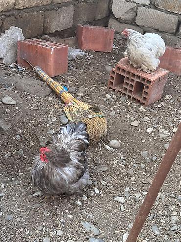 Təmiz qan karlik koxin 2 cüt cütü 95 azn - şəkil 3