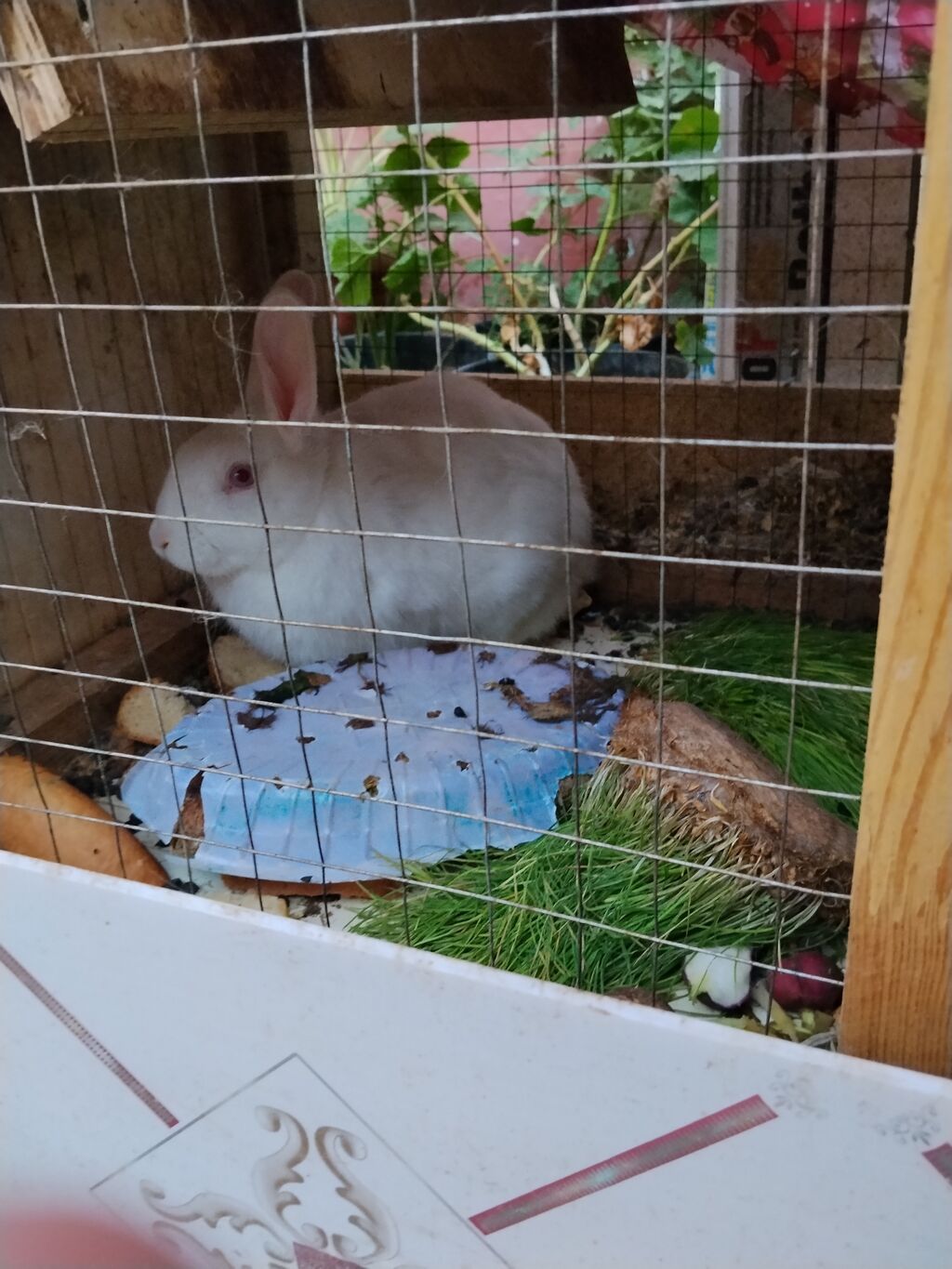 Ağ rəngli dekorativ dovşan - Növ: dekorativ ev dovşanı (ağ tüklü