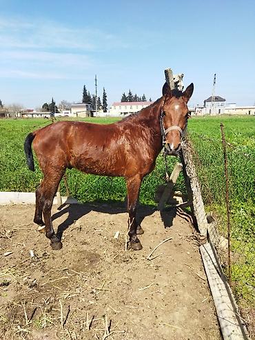 Erkək, il: 2 - şəkil 3