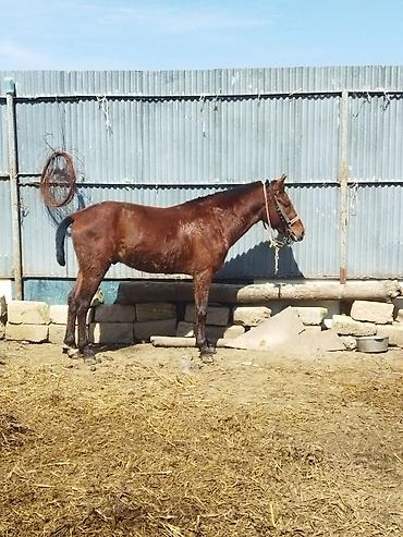 Erkək, il: 2 - şəkil 4