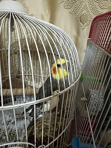 ENDİRİM OLACAQ Askm deyir cici kus deyir fiti tekrar edir ehni zamanda - şəkil 2