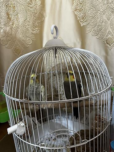 ENDİRİM OLACAQ Askm deyir cici kus deyir fiti tekrar edir ehni zamanda - şəkil 3